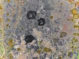 image of grave number 835493